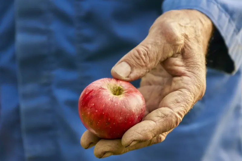 A red apple held in an orchardist’s hand for examination