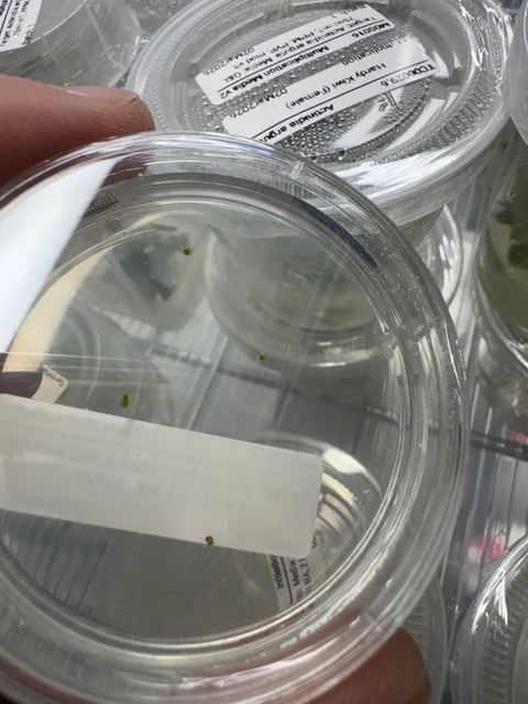 Small apple shoot tips on culture medium in covered laboratory dishes