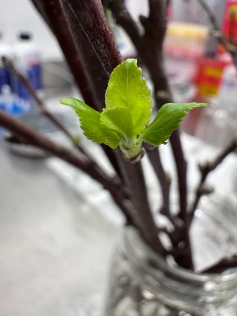 Young green leaves emerging from a bud on a dormant apple stem