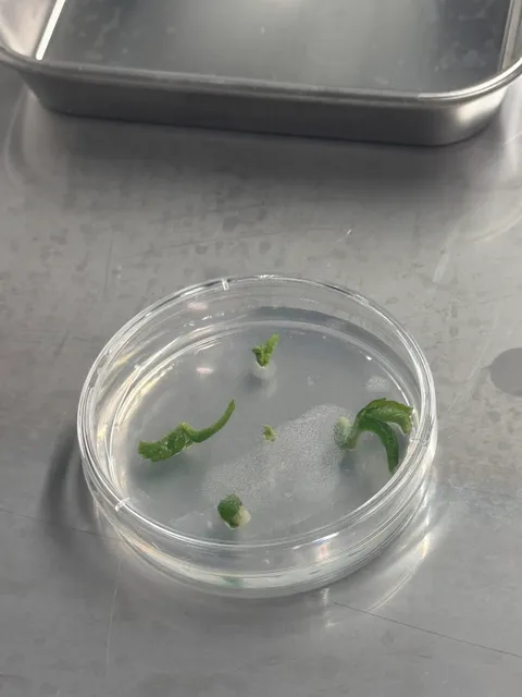 Small apple plantlets in a culture dish, before rooting and acclimation