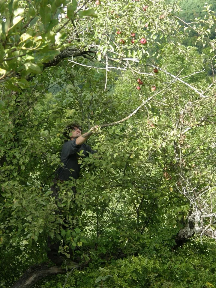 A fieldworker reaching into the branches of an old apple tree