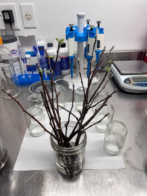 Dormant apple stems standing in a jar on a laboratory bench