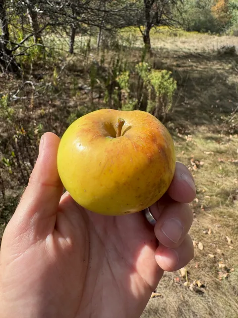 A yellow apple held beside its source tree in the field