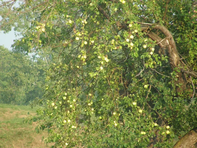 Green apples hanging from the spreading branches of an old apple tree