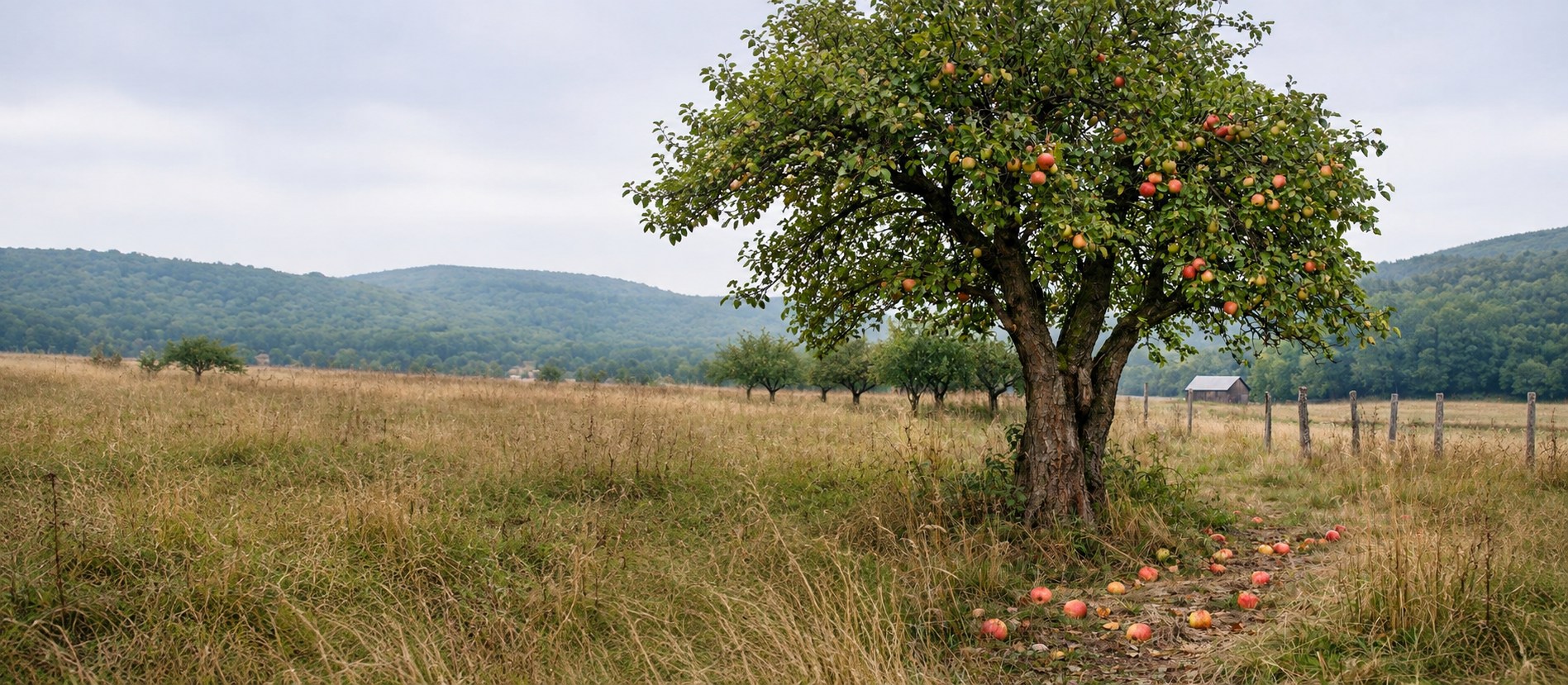 A mature apple tree heavy with red and gold fruit beside a meadow path and small farm building