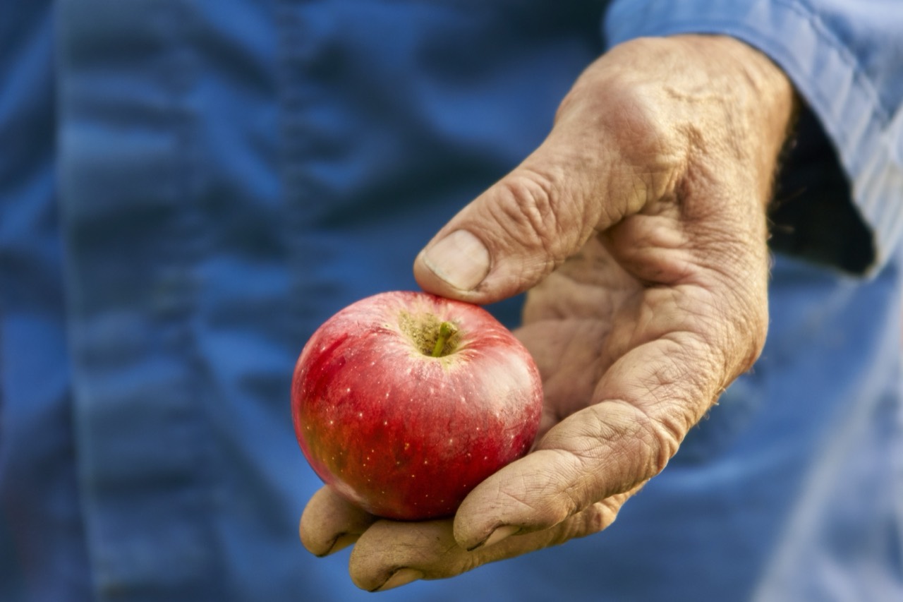A person holding an apple while standing in an orchard