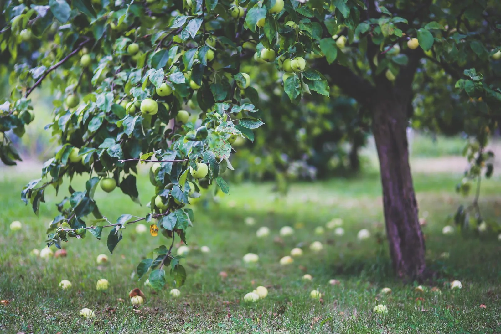 A mature apple tree with green fruit and fallen apples beneath its branches
